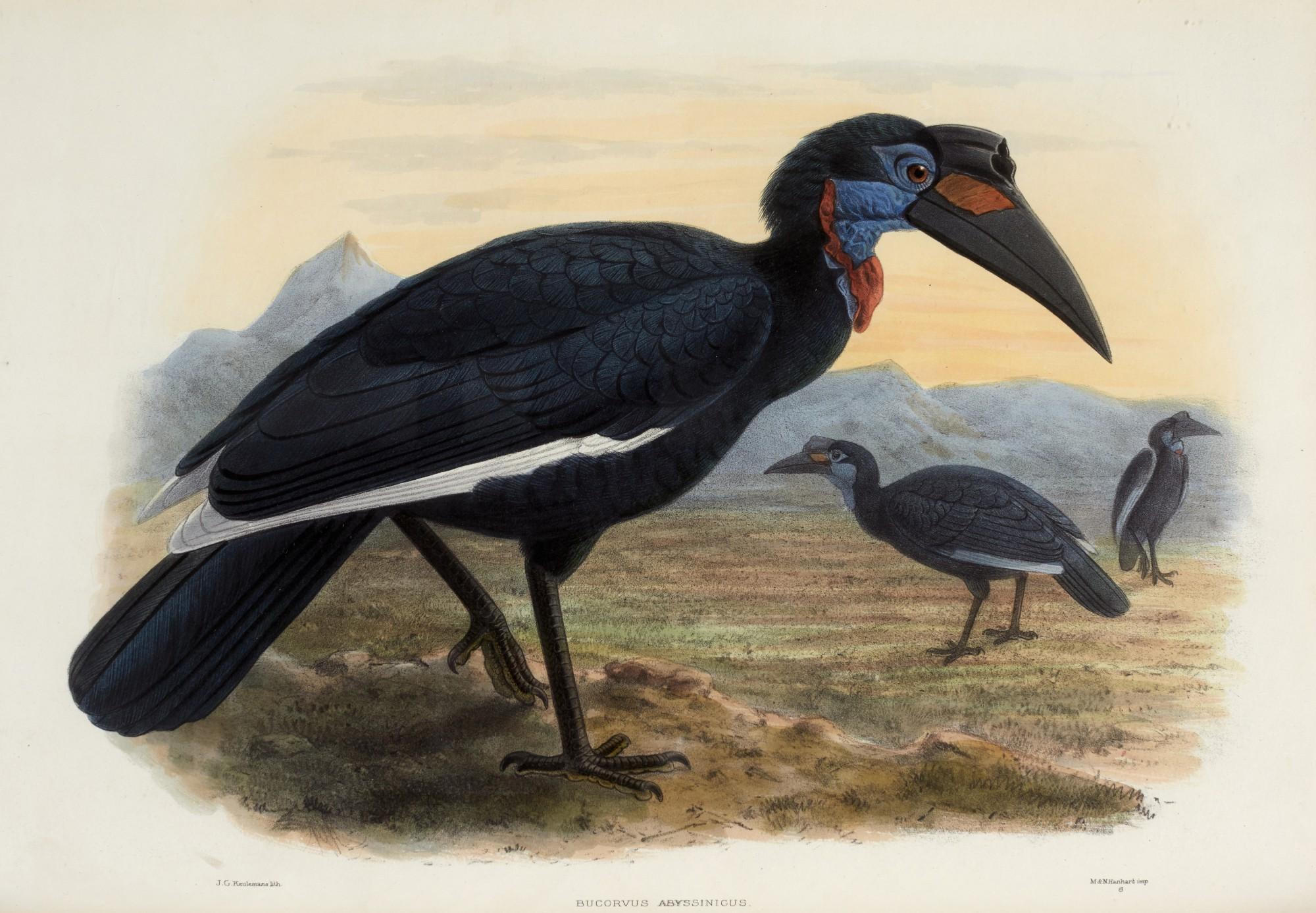 Daniel Giraud Elliot - A monograph of the bucerotidae, or family of hornbills, [1876-] 1882