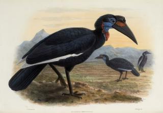 Daniel Giraud Elliot - A monograph of the bucerotidae, or family of hornbills, [1876-] 1882
