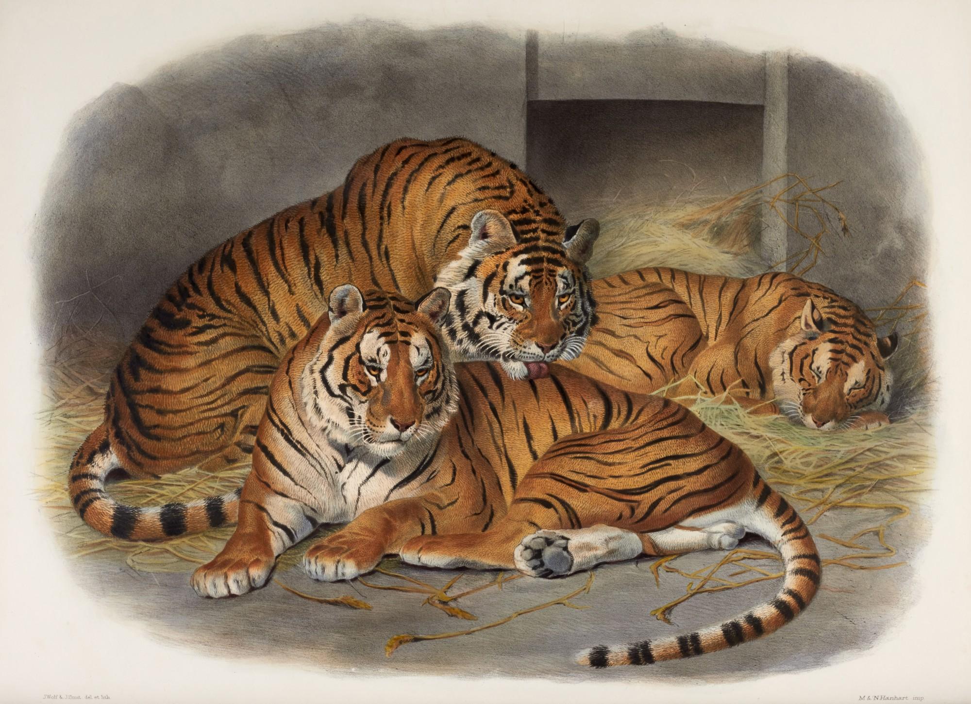 Daniel Giraud Elliot - A monograph of the felidae or family of the cats, 1883