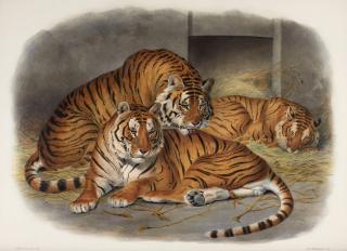 Daniel Giraud Elliot - A monograph of the felidae or family of the cats, 1883