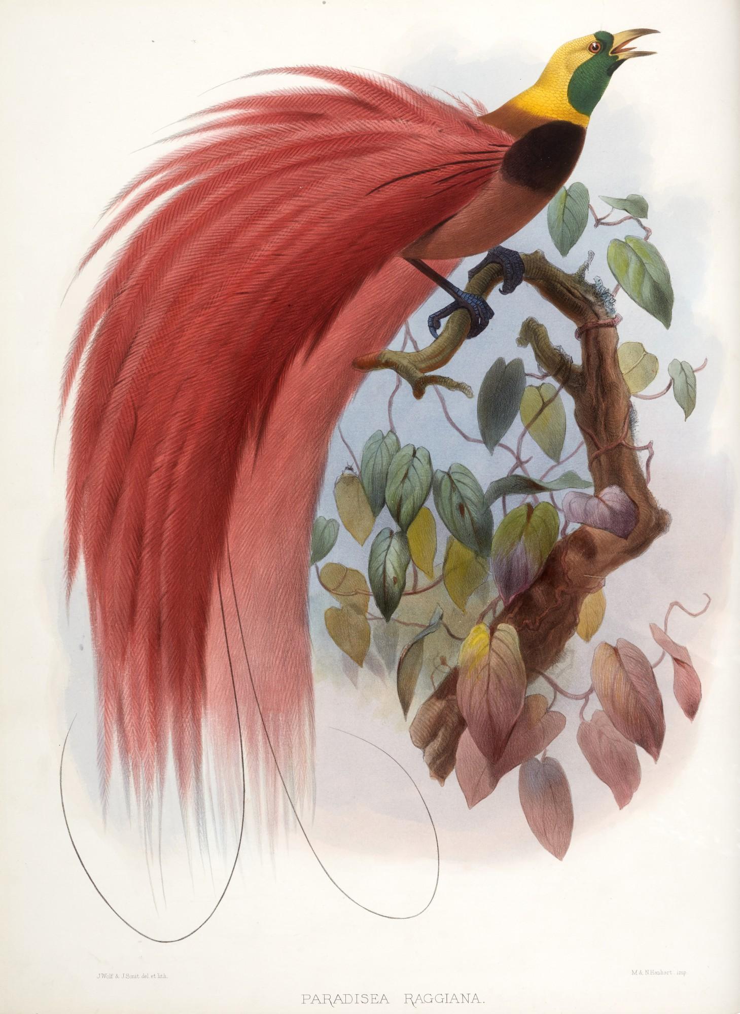 Daniel Giraud Elliot - A monograph of the paradiseidae, or family of birds of paradise, 1873