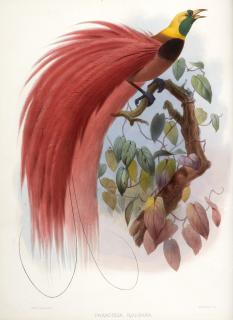 Daniel Giraud Elliot - A monograph of the paradiseidae, or family of birds of paradise, 1873