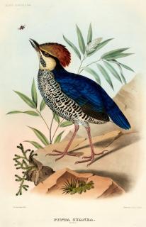 Daniel Giraud Elliot - A monograph of the pittidae, 1893-1895, red morocco gilt