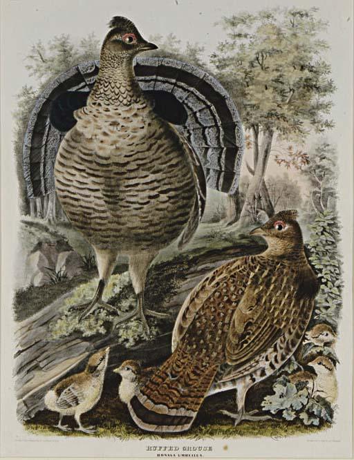 Daniel Giraud Elliot - Ruffed Grouse And Common Ptarmigan: Two Plates