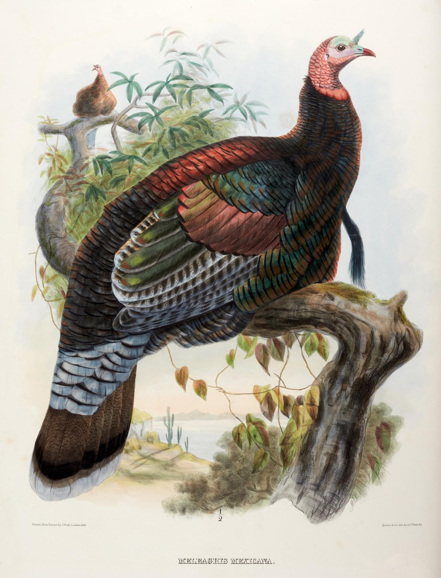Daniel Giraud Elliot - The new and heretofore unfigured species of the birds of North America, 1869, 2 volumes