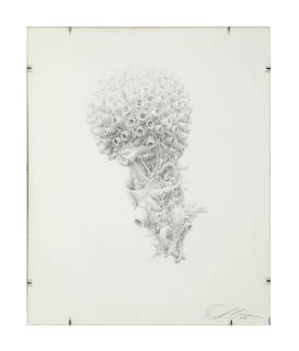 Daniel Zeller - Nexus