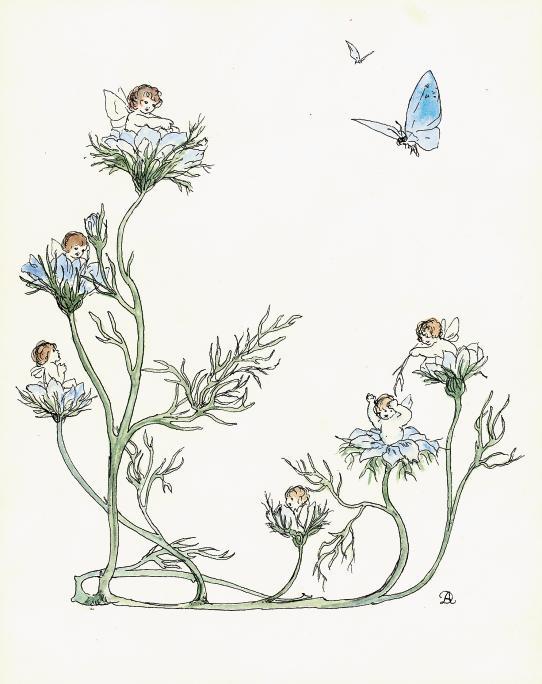 Daphne Constance Allen - Love-in-a-mist with flower fairies