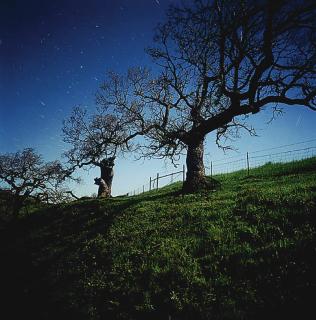 Darren Almond - California North Star