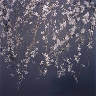 Darren Almond - Sakura Search