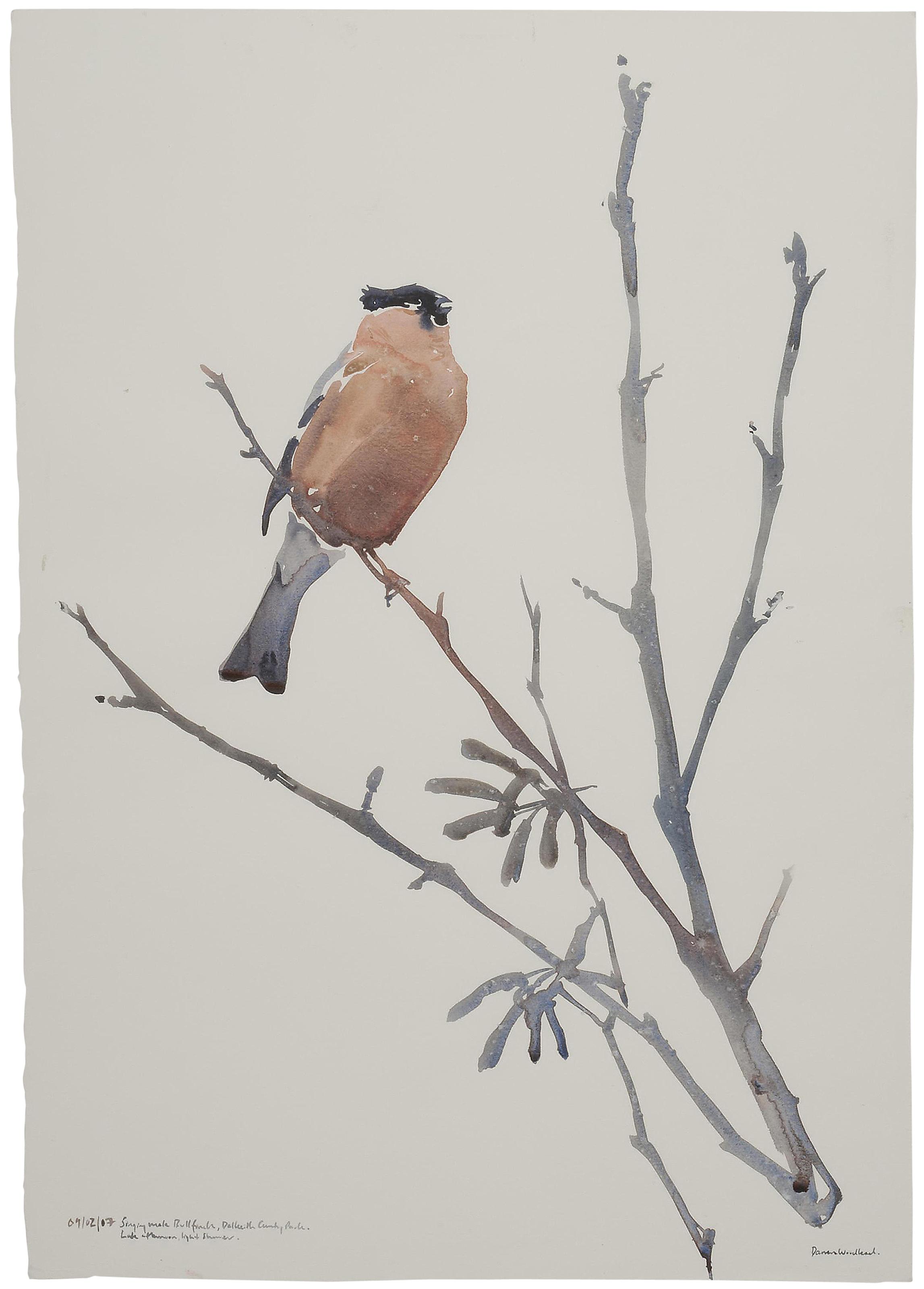 Darren Woodhead - Bullfinch; doterill; sea eagle; warbler; and redshank