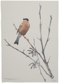 Darren Woodhead - Bullfinch; doterill; sea eagle; warbler; and redshank