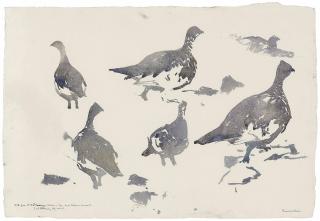 Darren Woodhead - Ptarmigan