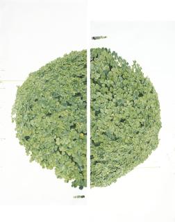 Dave Muller - Cloverball