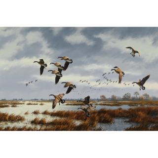 David A. Maass - Canada Geese