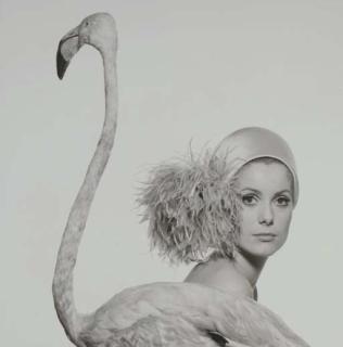 David Bailey - Catherine Deneuve, 1967