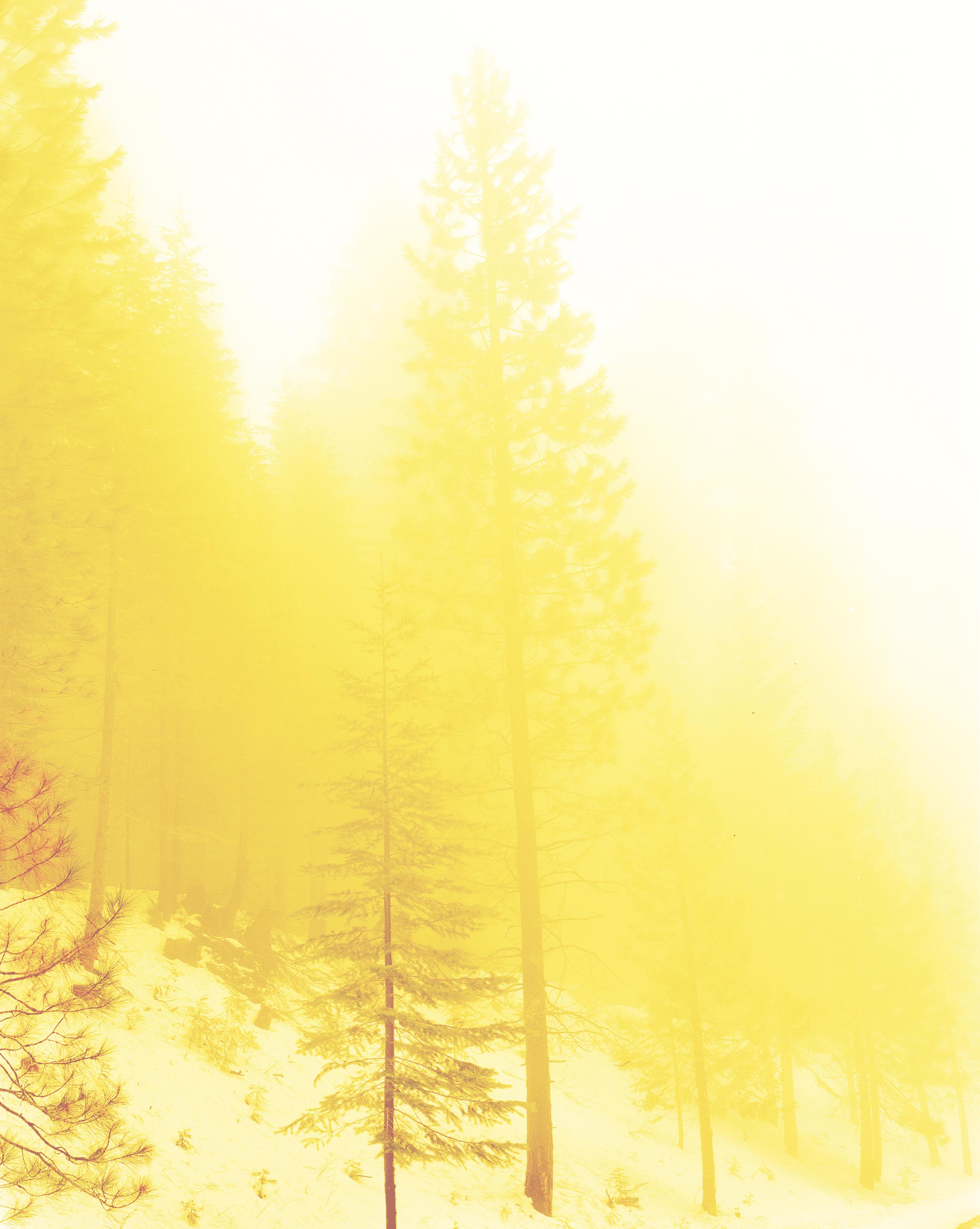 David Benjamin Sherry - Lemurian Morning Wood