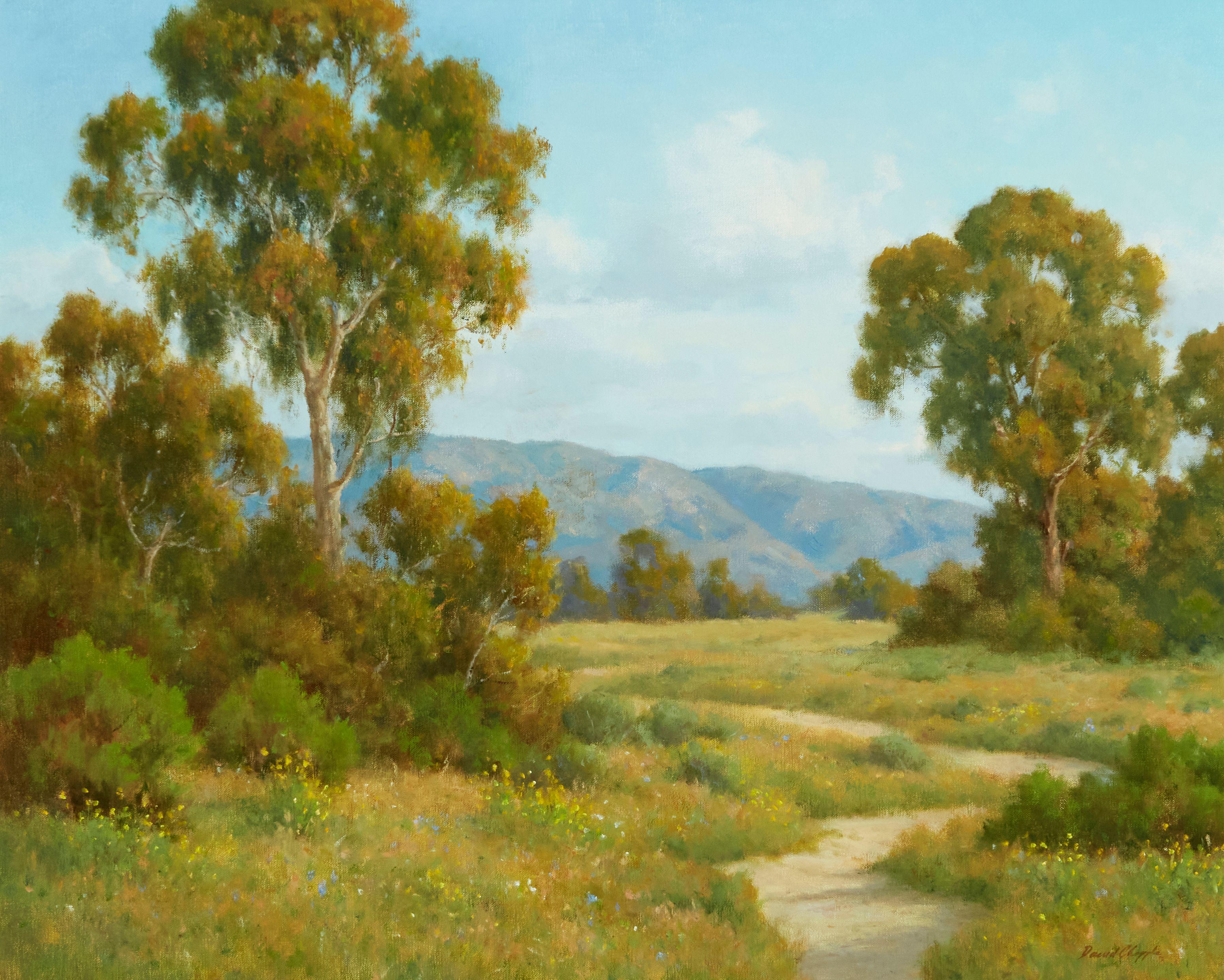 David Chapple - Mesa Eucalyptus
