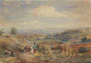 David Cox Jnr - Harvesting