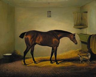 David Dalby Of York - President, a bay hunter with a dog in a stable