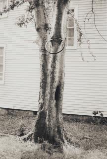 David Hammons - Money Tree, 1992