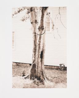 David Hammons - Money Tree (für Parkett 31).