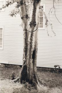 David Hammons - Money Tree (Parkett 31)