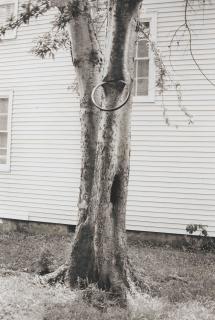 David Hammons - Money Tree