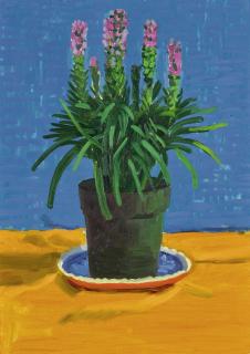 David Hockney - Plant On Yellow Cloth 