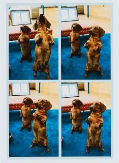 David Hockney - Stanley + Heinz.