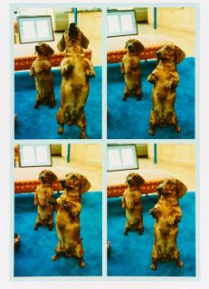 David Hockney - Stanley + Heinz