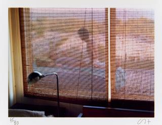 David Hockney - The Pines Fire Island.