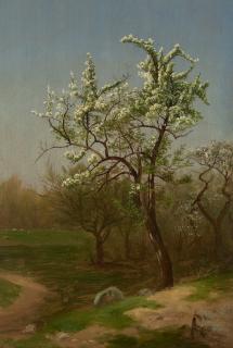 David Johnson - Sketch from Nature: Pear Tree in Blossom