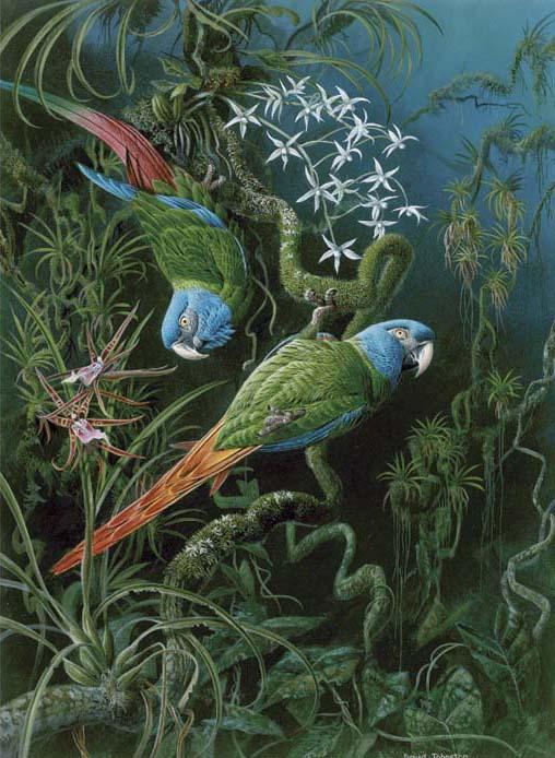 David Johnston - Blue Headed Macaws