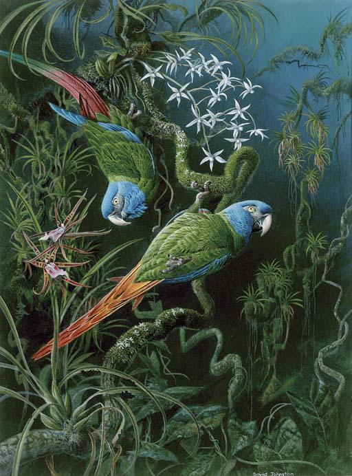 David Johnston - Blue Headed Macaws