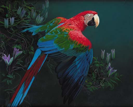David Johnston - Green Winged Macaw