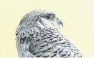 David Johnston - Head of a Gyr Falcon