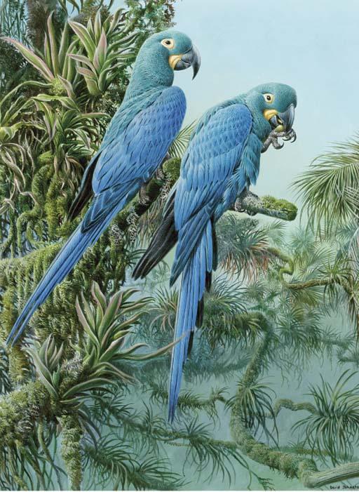 David Johnston - Lears Macaws