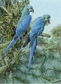 David Johnston - Lears Macaws