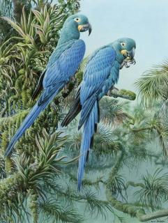 David Johnston - Lears Macaws