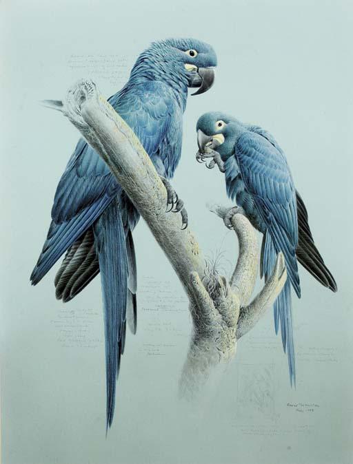 David Johnston - Spix Macaws