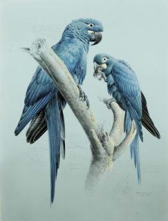 David Johnston - Spix Macaws