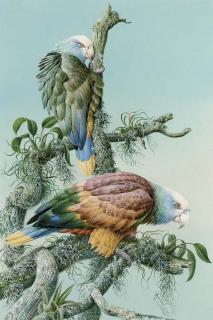 David Johnston - Vicent Amazon Macaws