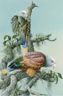 David Johnston - Vincent Amazon Macaws