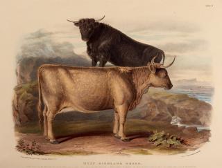 David Low - The breeds of domestic animals of the British Isles, 1842, 2 volumes in 1