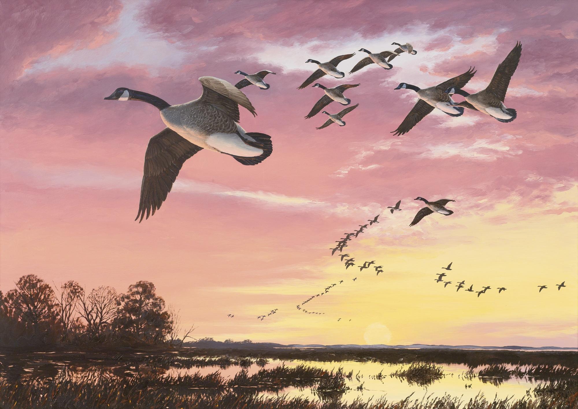 David Maass - Canada Geese In Flight Against A Red Sky