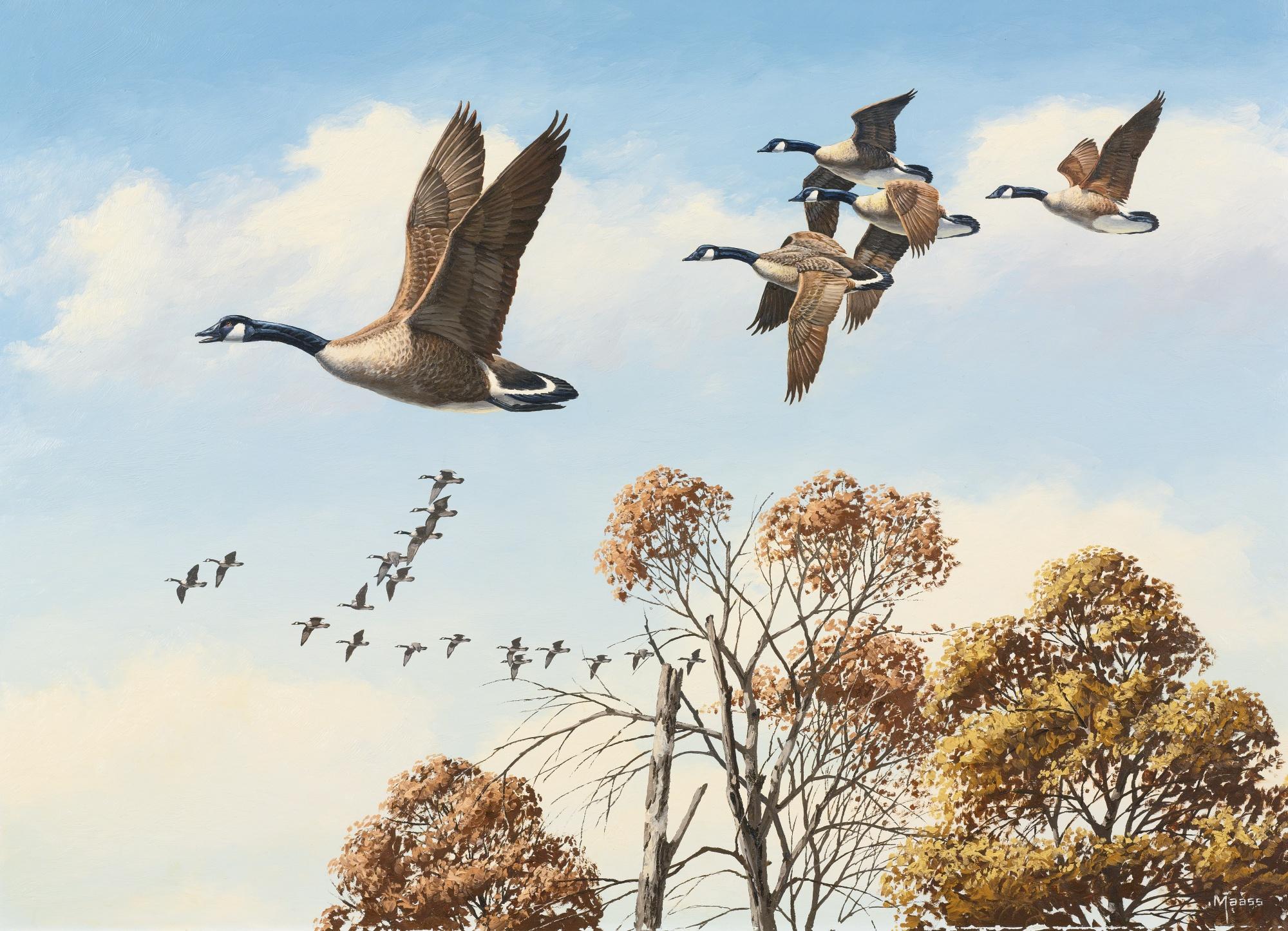 David Maass - Canada Geese In Flight