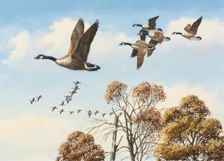 David Maass - Canada Geese In Flight