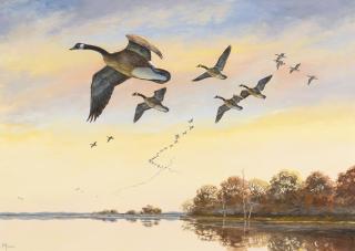 David Maass - Canada Geese In Flight