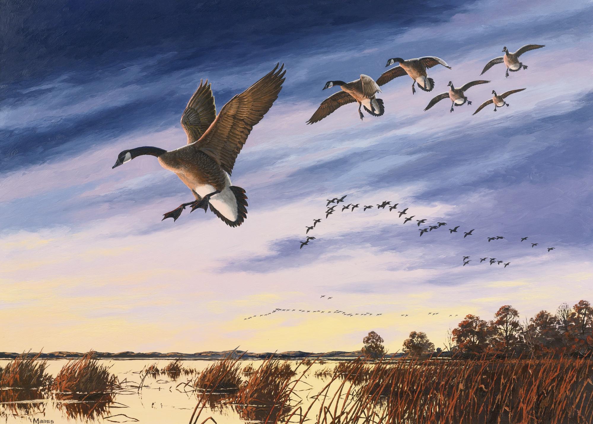 David Maass - Canada Geese Landing In A Marsh