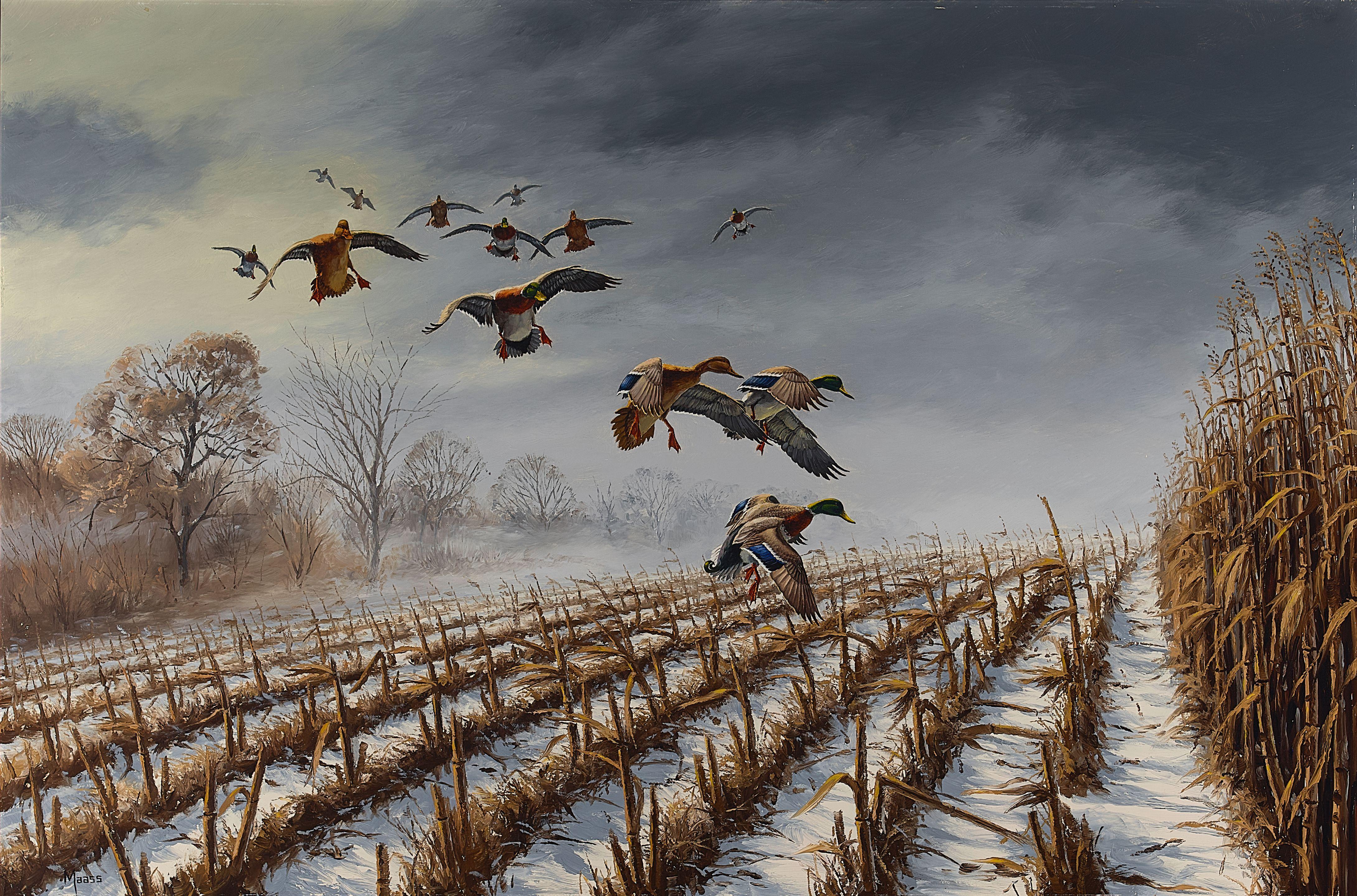David Maass - Last of the Season, Mallards 23 3/4 x 36 in. framed 28 1/2 x 40 1/2 in.